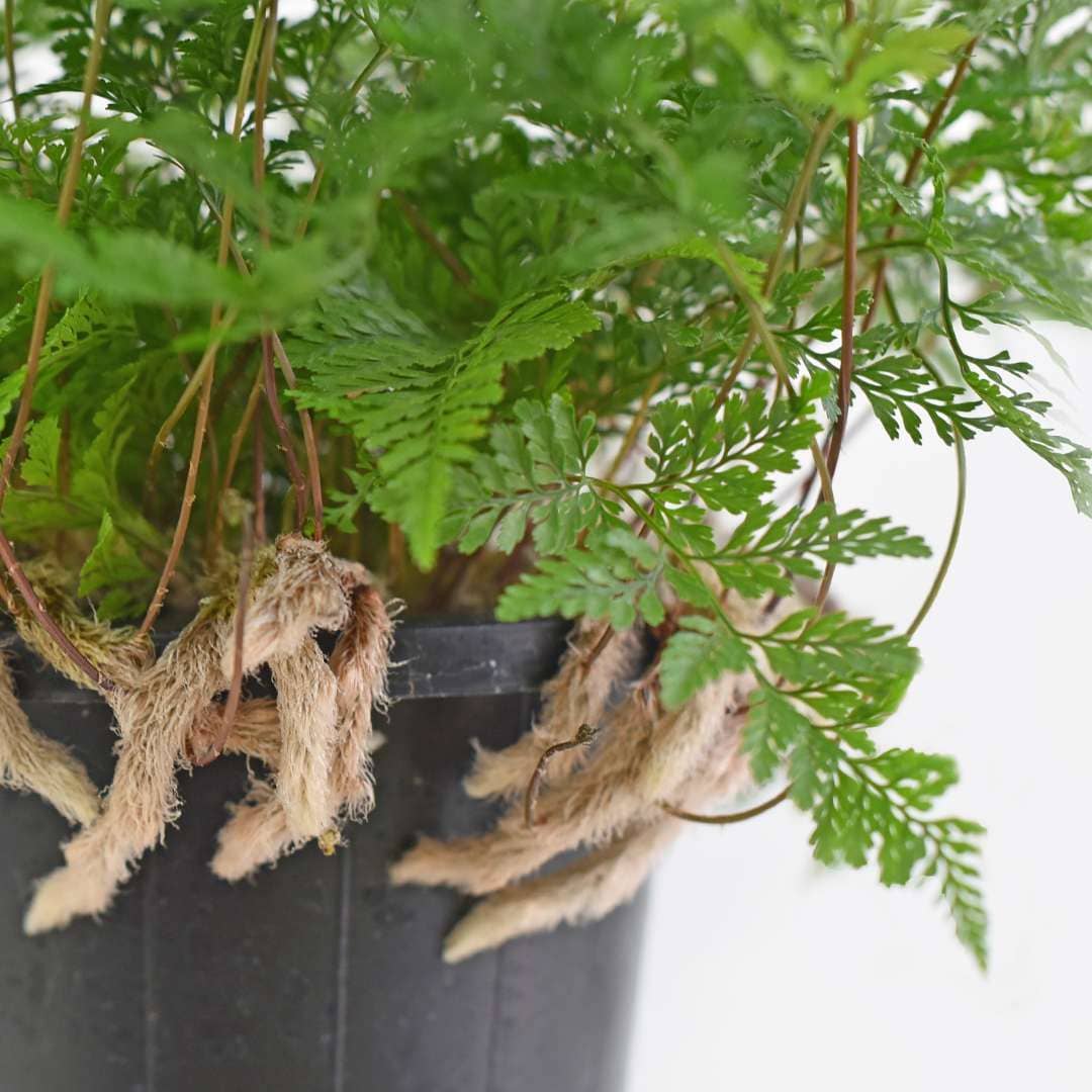 상록넉줄고사리