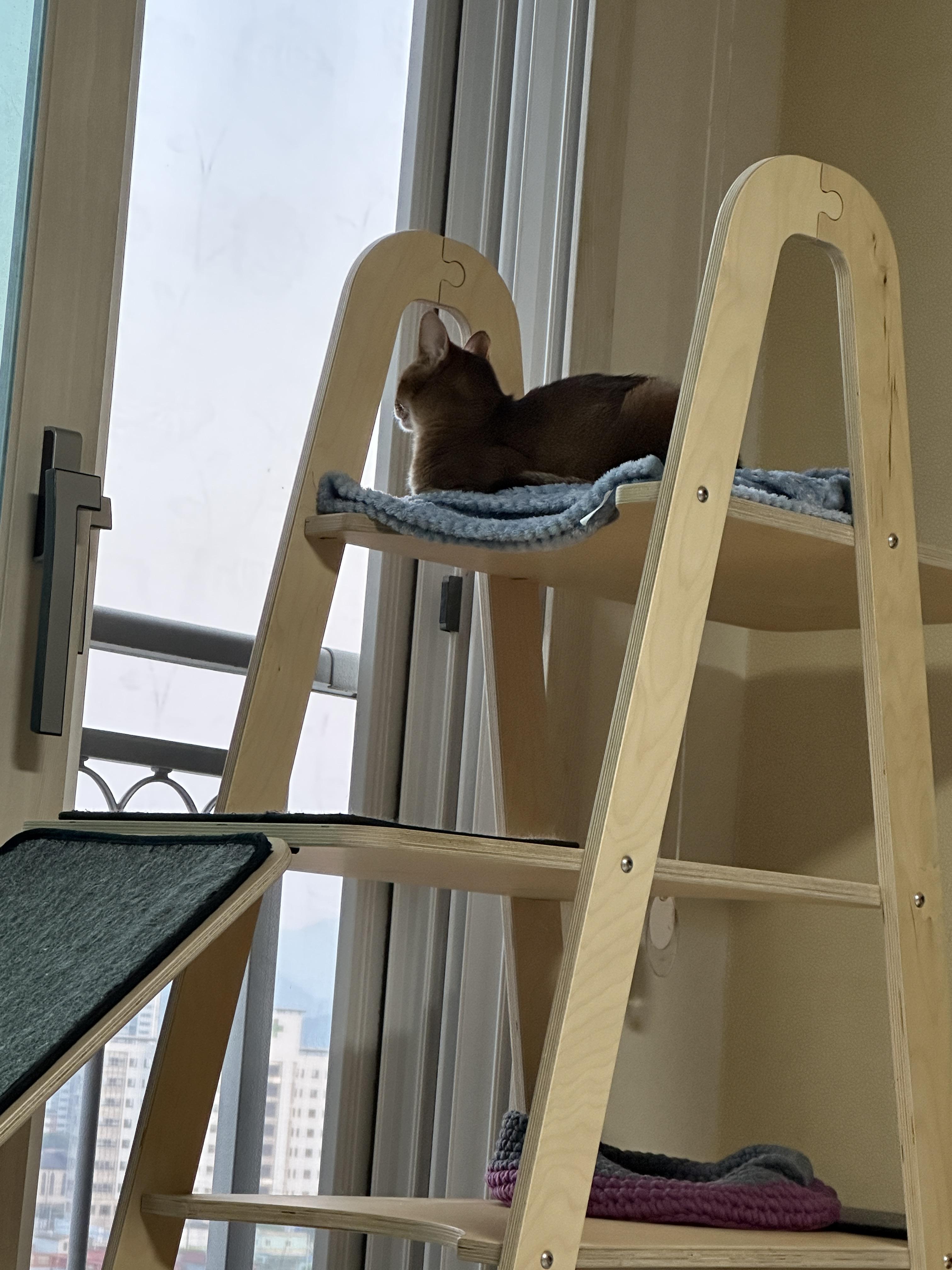 깔끔쟁이-두리도-캣타워-꼭대기-새-담요가-맘에-든다.-(feat.-루디)