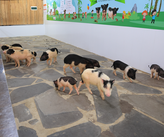 제주 휴애리의 미니돼지 체험존에서 귀여운 아기돼지들이 자유롭게 뛰어노는 모습