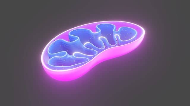 미토콘드리아 대사 리듬과 세포 재생 주기의 동조 메커니즘