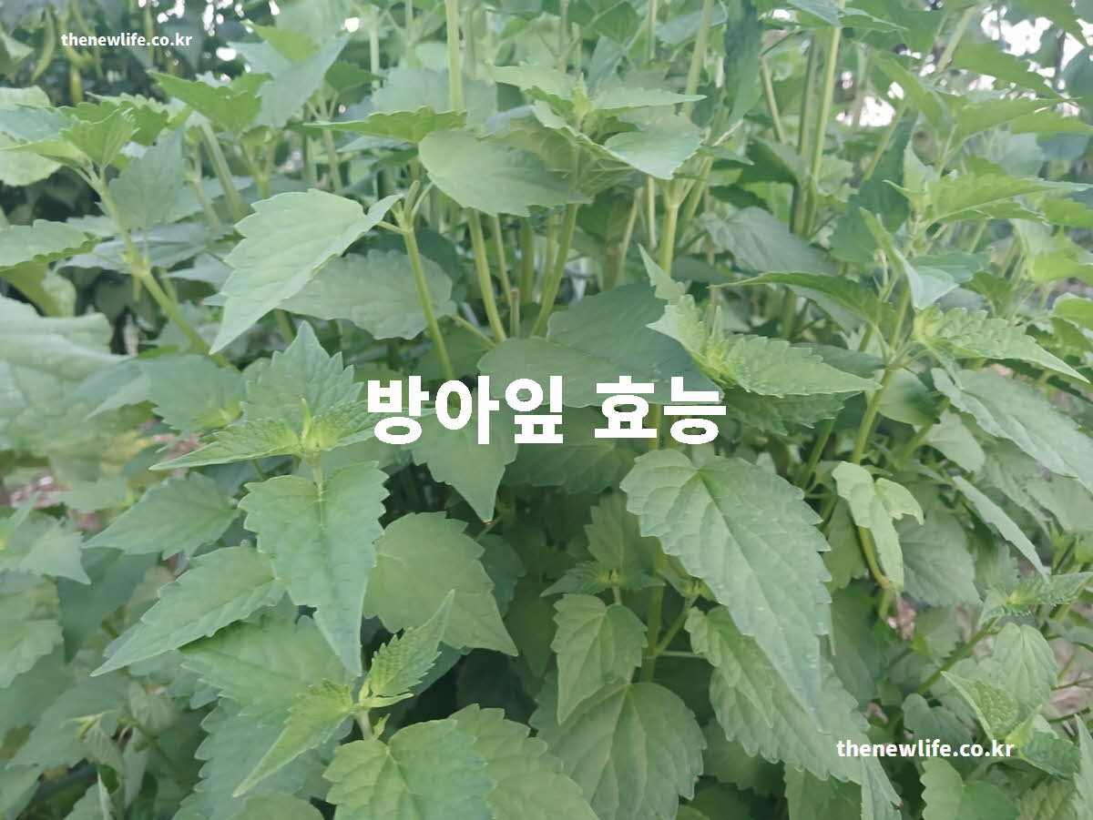 방아잎 효능 대표 실사진