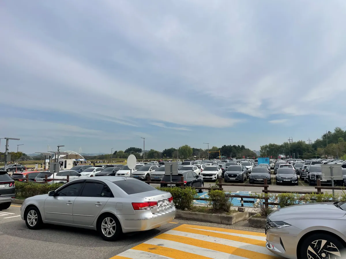 서울-근교-나들이-가볼만한곳-추천-억새-코스모스-시흥갯골생태공원-무료-주차-꿀팁