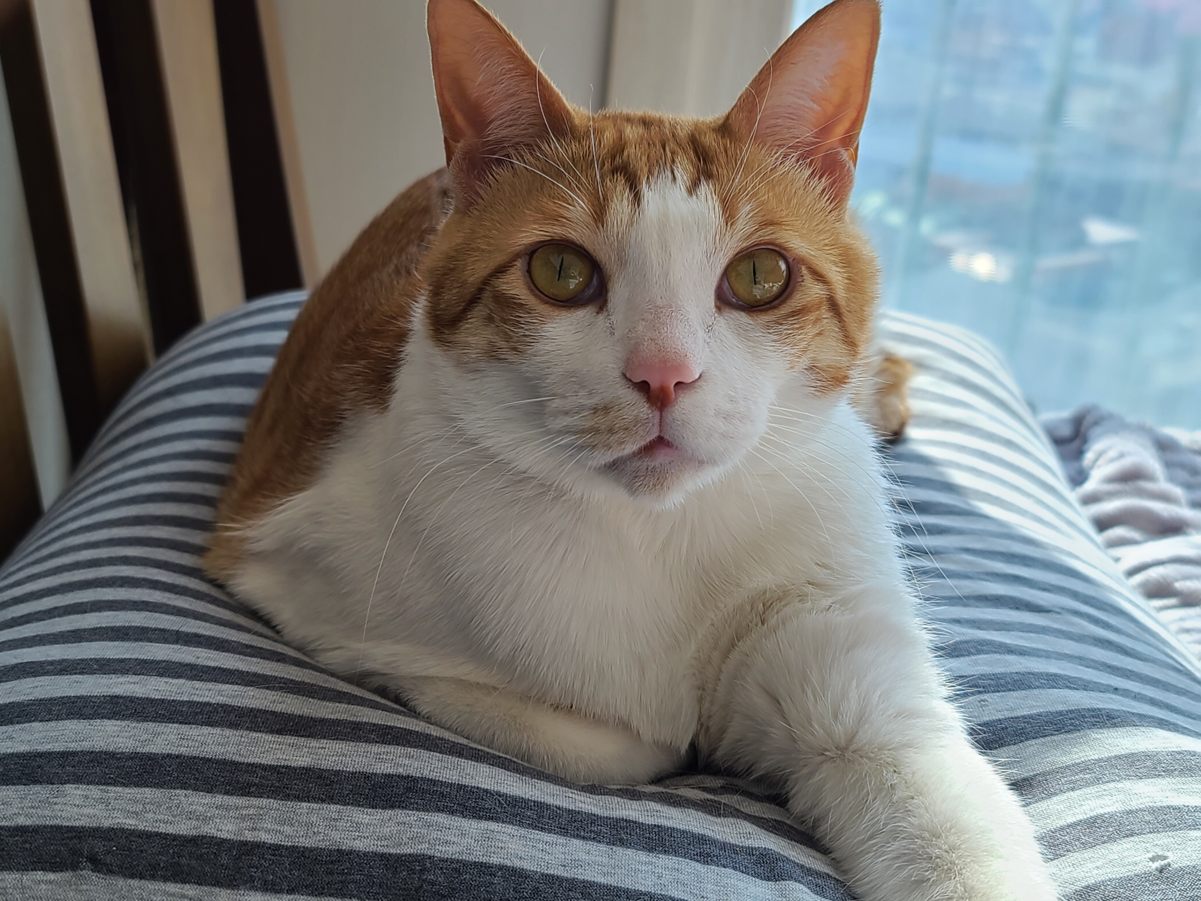 막둥이 치즈고양이 삐용이