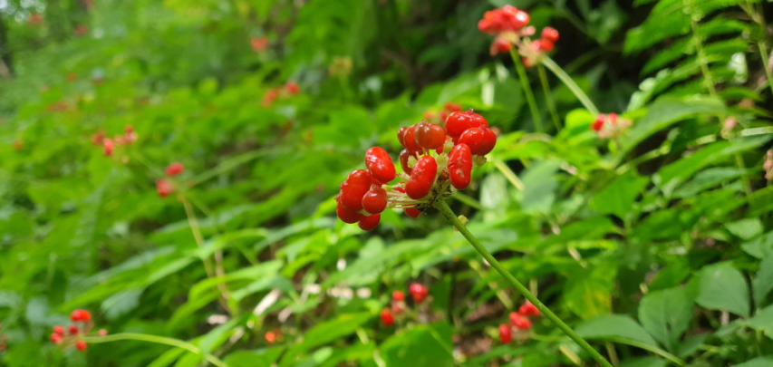 6시내고향 평창 산양삼 효능 및 구매 정보 삼부자 평창 산양삼