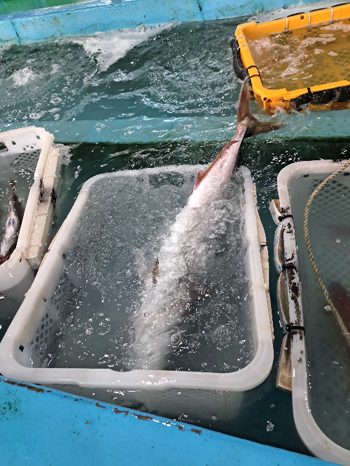 수협 공판장 경매 싱싱함 그 자체 살아 숨 쉬는 삶의 현장 답사