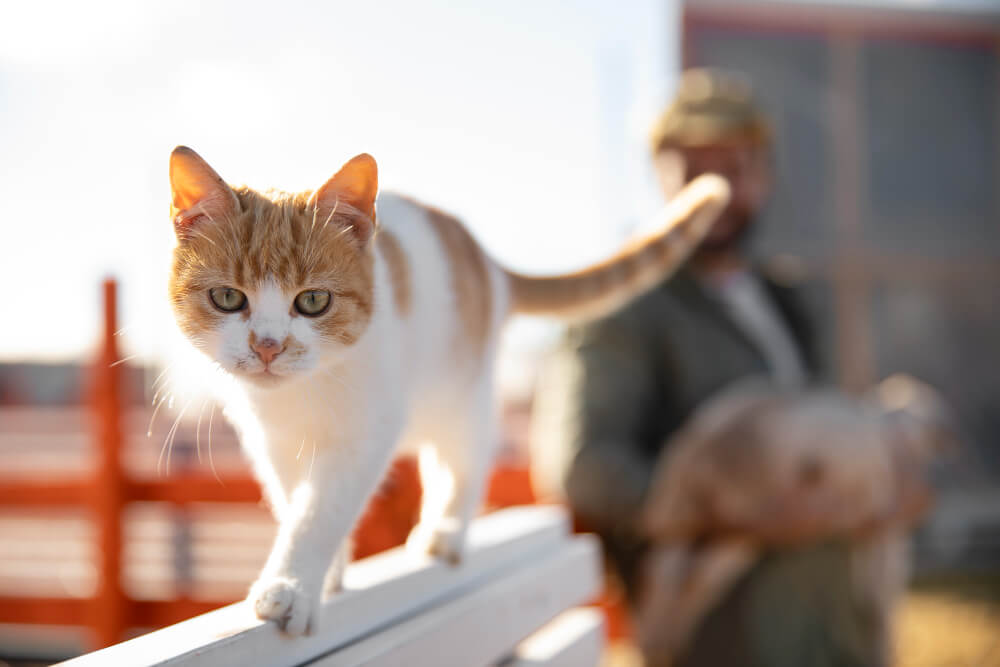 길냥이와 사람의 거리 1m, 그 특별한 의미 🐱｜길고양이 사회화의 시작