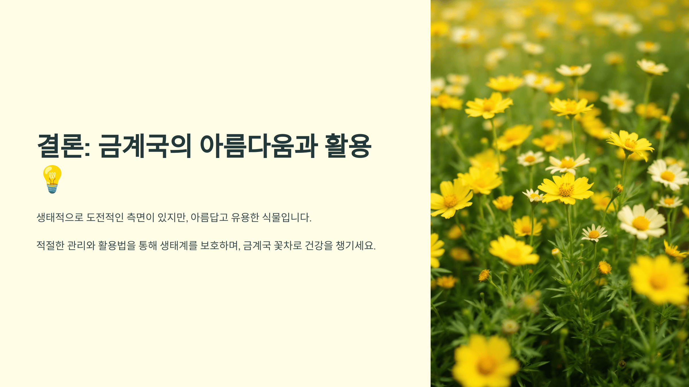 금계국 사진입니다.