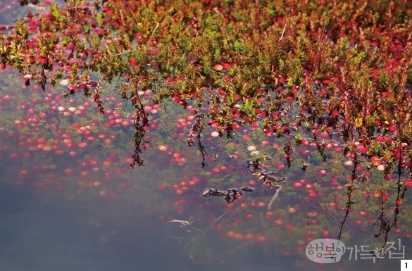 크랜베리 재배 산성 토양 물 관리 지표 재배_3