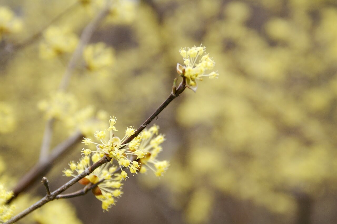 2023 구례 산수유축제