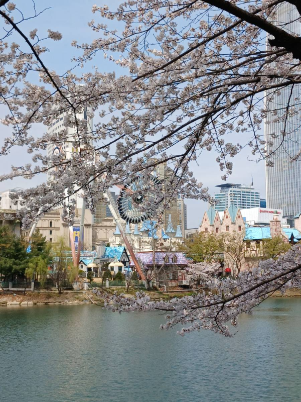 잠실 벚꽃과 자이로스윙