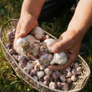 글루타치온음식