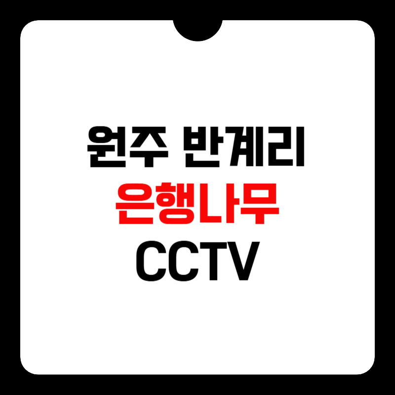 원주-반계리-은행나무-CCTV-썸네일