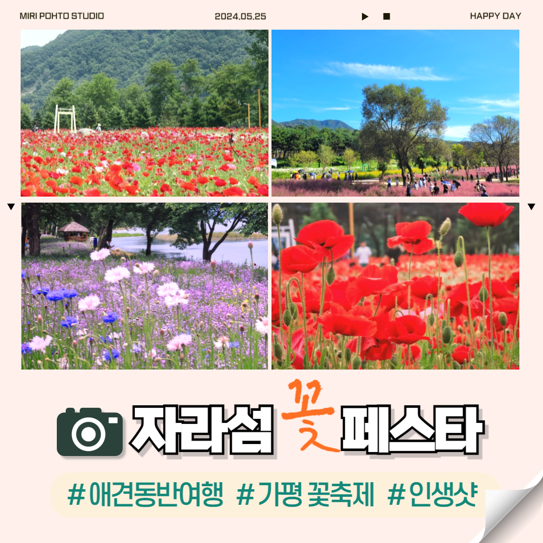 자라섬 꽃 페스타