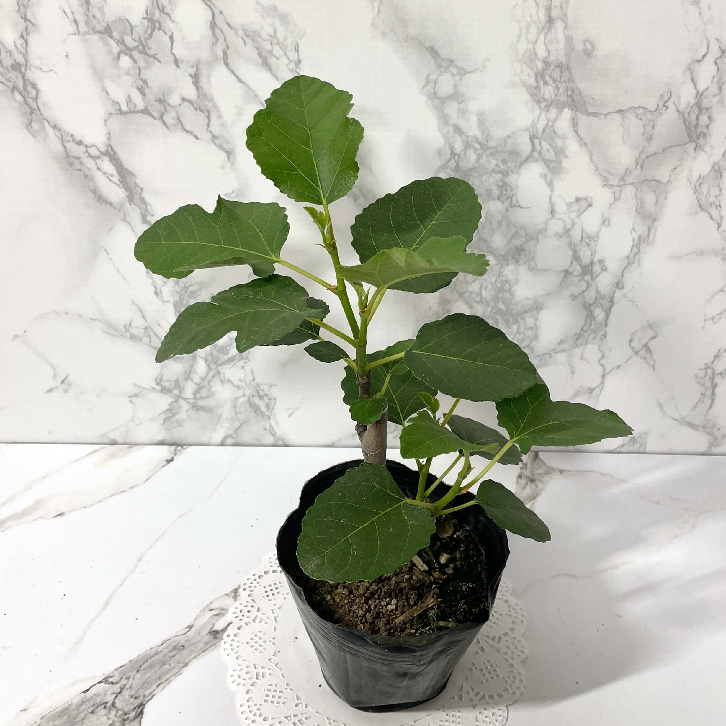 무화과나무 키우기