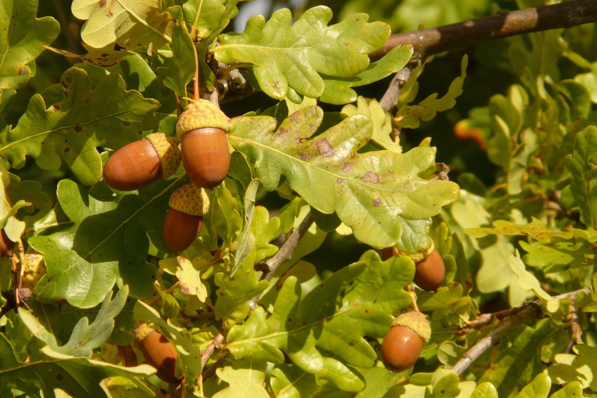 떡갈나무 열매