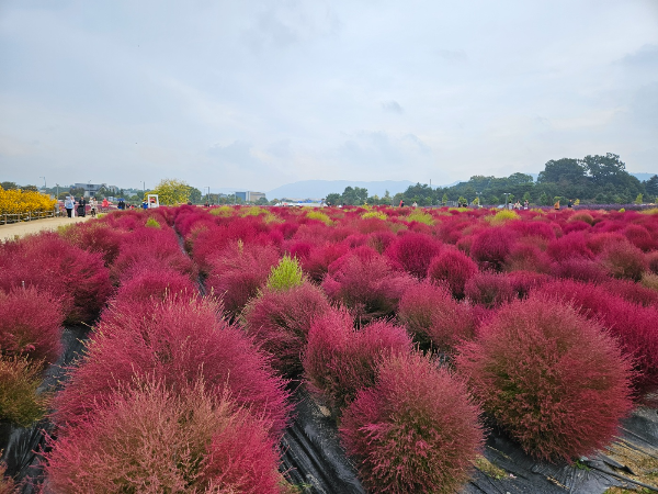 나리공원- 핑크뮬리