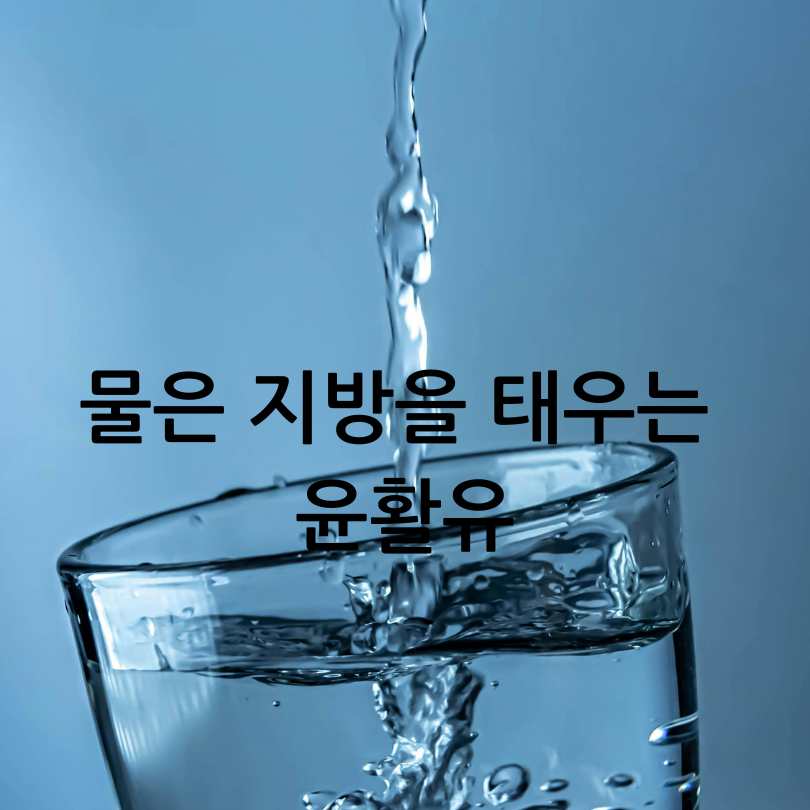 단기간 체지방 줄이는법