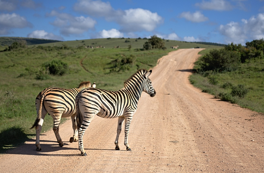 동아프리카 사진