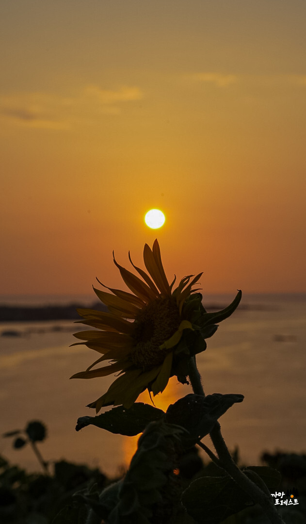 함덕 서우봉 해바라기 포토존