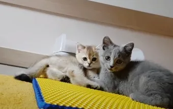 "고양이