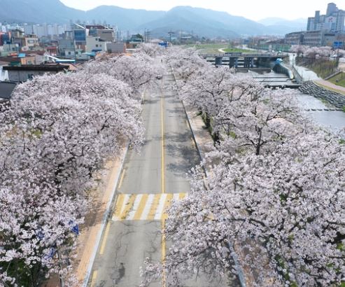 정읍 벚꽃