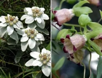 우리나라 특산식물 댕강나무와 댕강나무 꽃말 꽃댕강나무_12