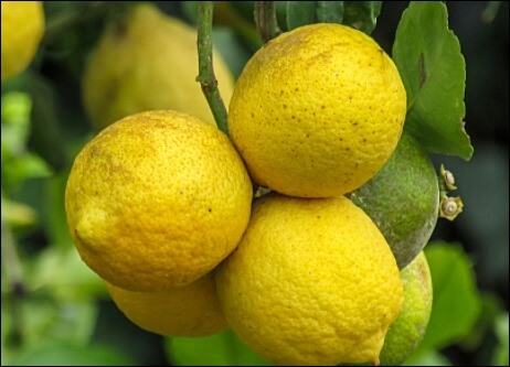 구연산 부작용 12