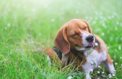 풀밭에 있는 강아지
