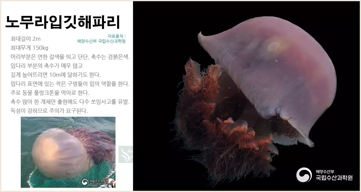 노무라입깃해파리