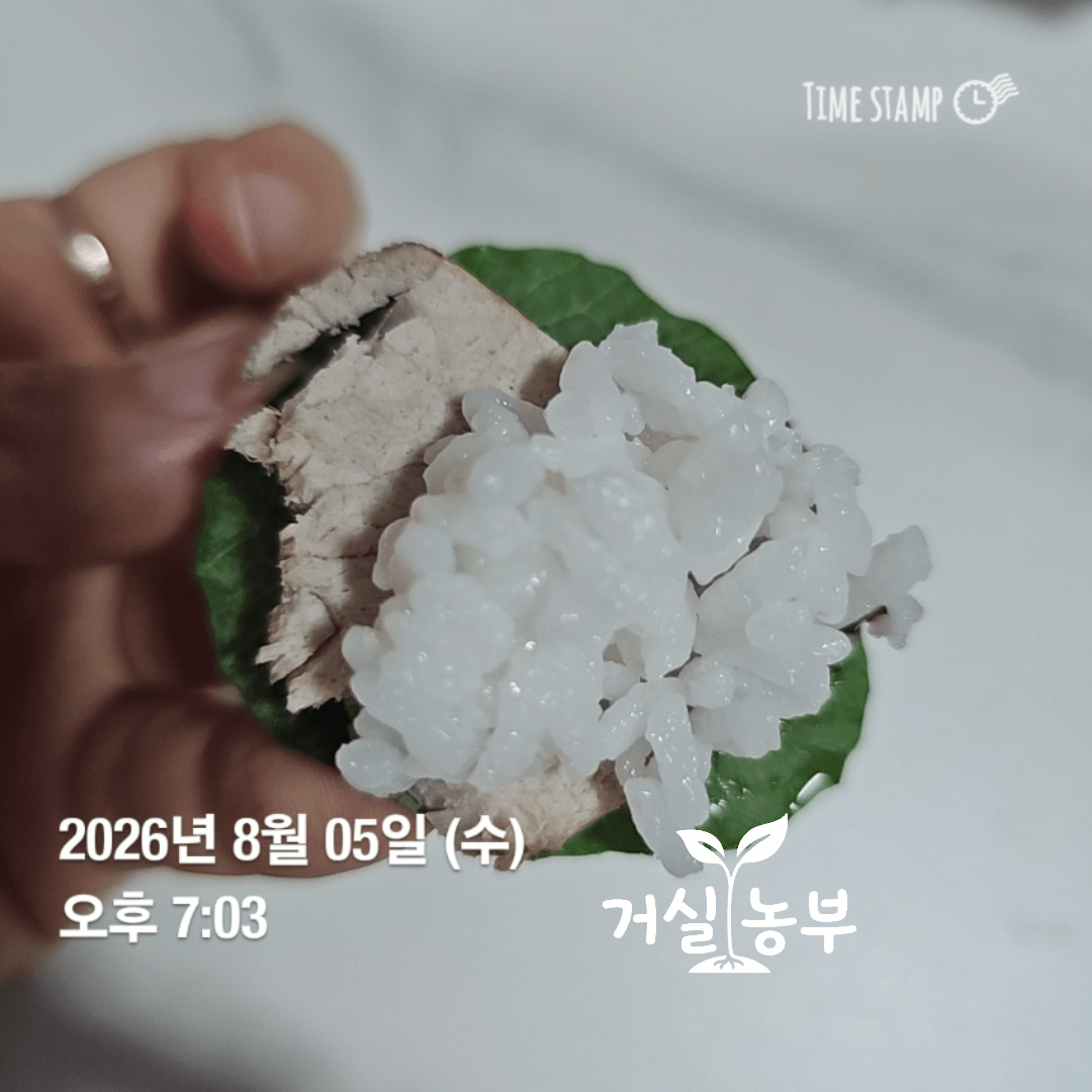 직접 키워 수확한 어린 케일 잎으로 만든 고기쌈