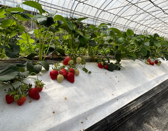 머시머시체험농장