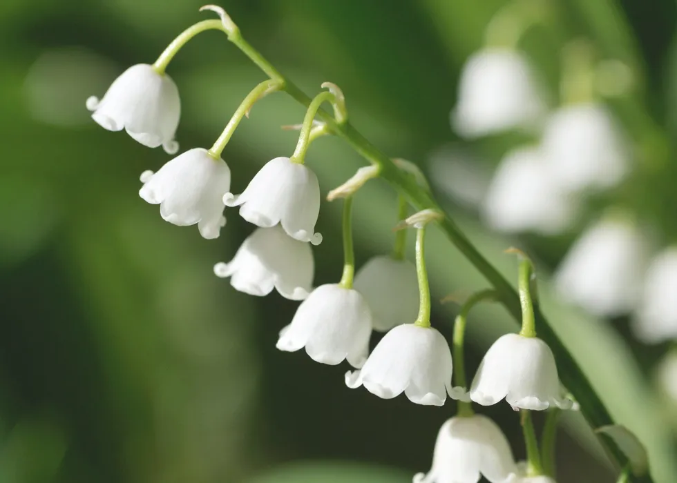 은방울꽃 꽃말 봄 꽃 꽃말 모음_2