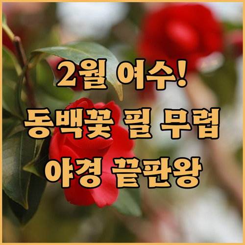2월 여수 여행지 추천 오동도 동백꽃..