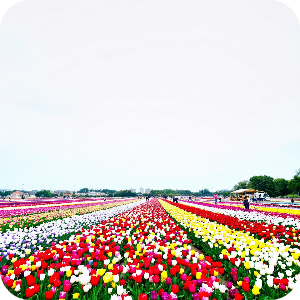 튤립축제 이미지