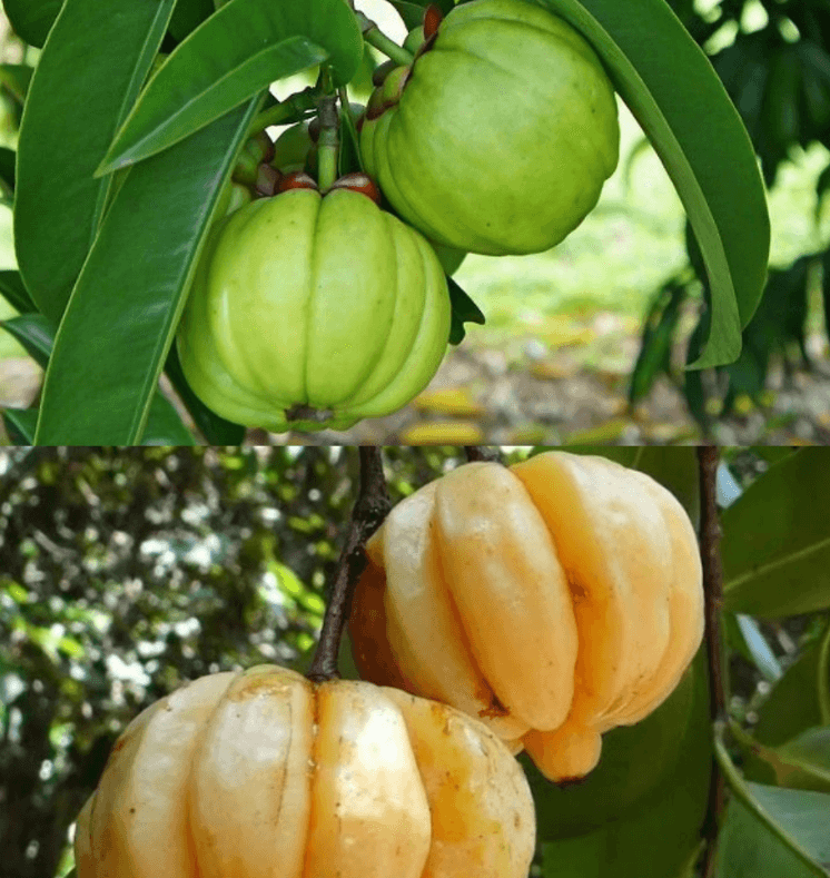 체지방 커팅제 - 효과와 부작용