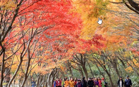 팔공산 단풍축제