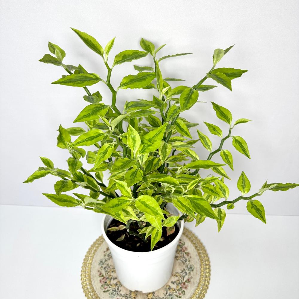 천국의계단 다육식물 키우기 키우는법