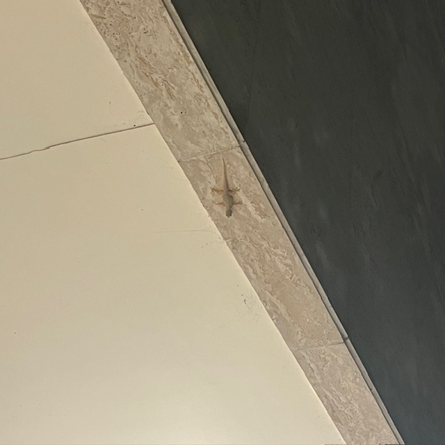 나트랑 알마리조트 도마뱀