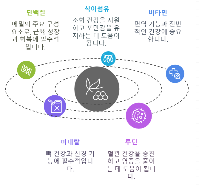 메밀 효능 및 영양