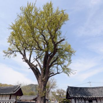 농어촌기본소득 대상지역