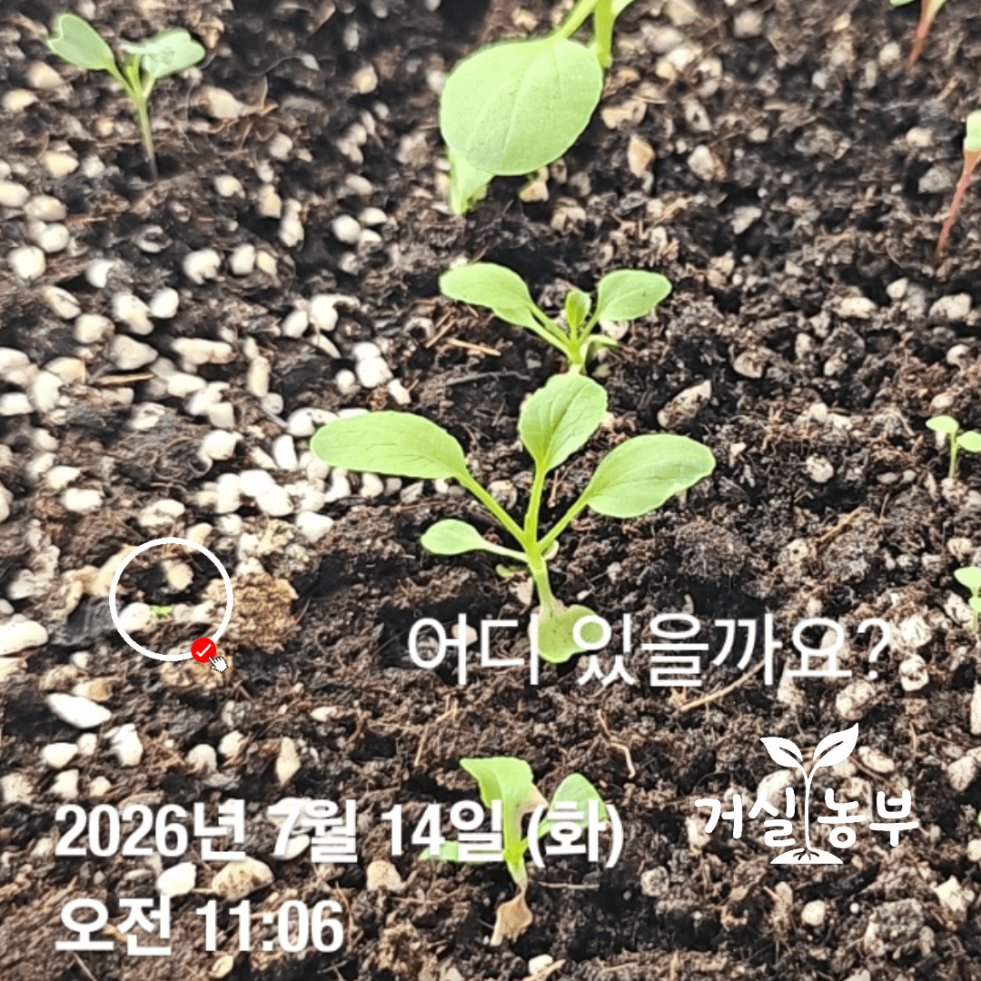 발아 직후부터 LED 식물등을 받으며 자란 루꼴라 새싹