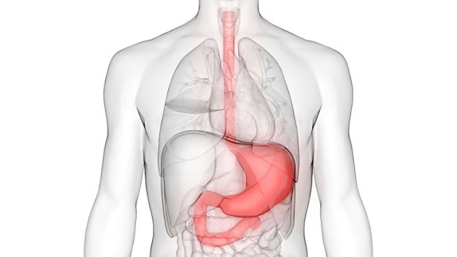 위장 위치 그림