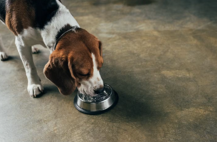 개의 요로결석 예방 방법.