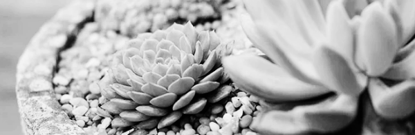 아스파라거스 키우기 외: 다육이 키우기, 다육이 키우는 법