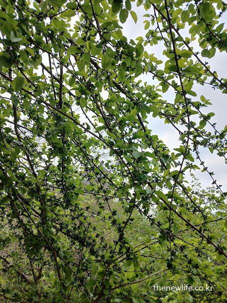 가지가 하늘로 뻗은 뽕나무 – 산화 스트레스 완화와 회복력 향상에 좋은 뽕잎 효능을 상징하는 장면