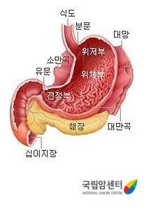 위장 위치 그림