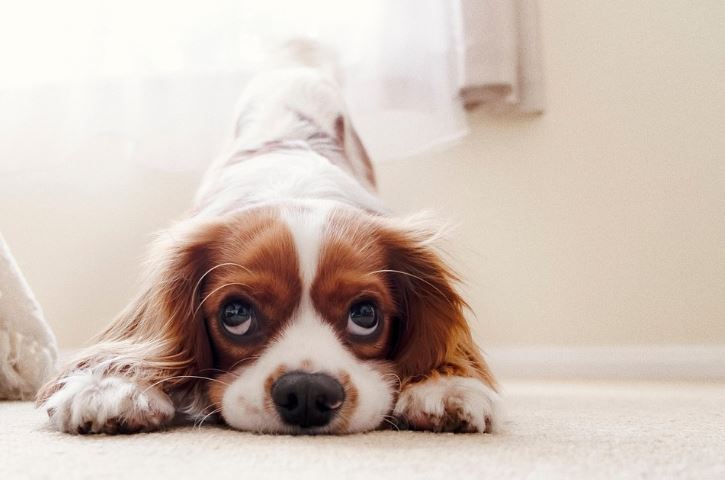 앞발과 턱 전체를 바닥에 딱 붙인 상태로 두 눈동자를 위로 올려다 보고 있는 귀여운 작은 강아지의 모습이 장난기가 많아 보임(표정은 눈치를 보고 있거나 시무룩해 보임)