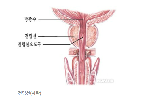전립선