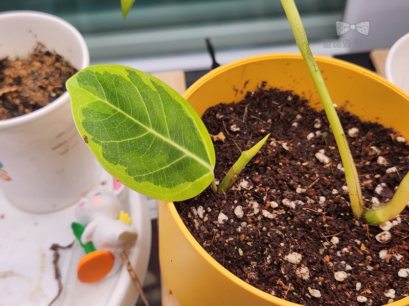 흙에 삽목한 벵갈 고무나무 가지