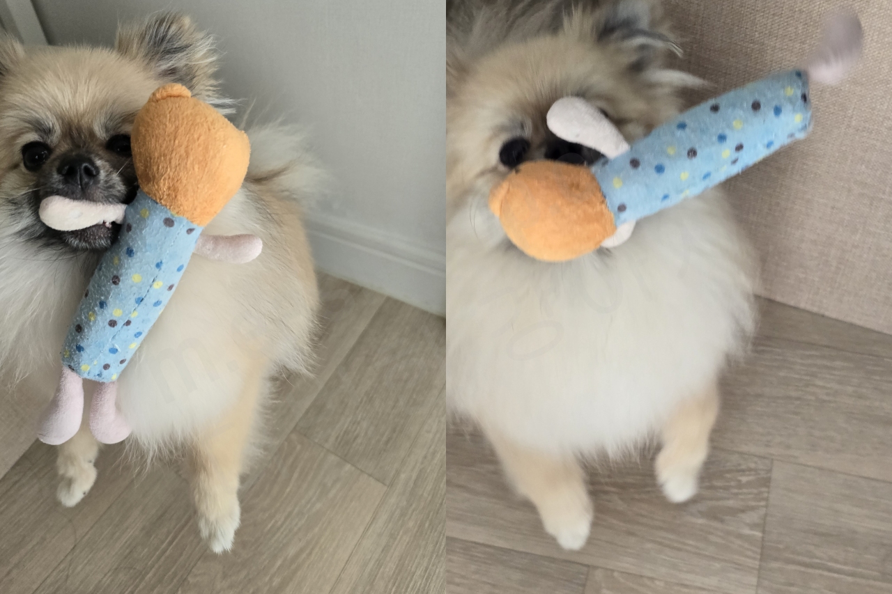 강아지의 애착 장난감